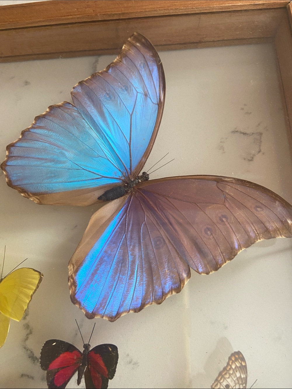 Vintage Real Butterfly Specimen Shadow Box Blue Morpho Wood Frame - Picture 5 of 12